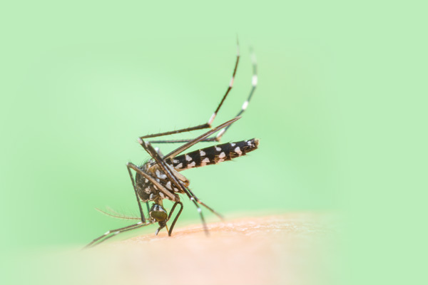 Aedes Mosquito