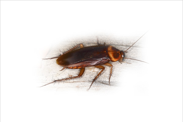 American Cockroach