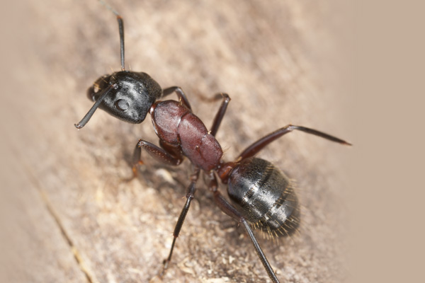 Carpenter Ant