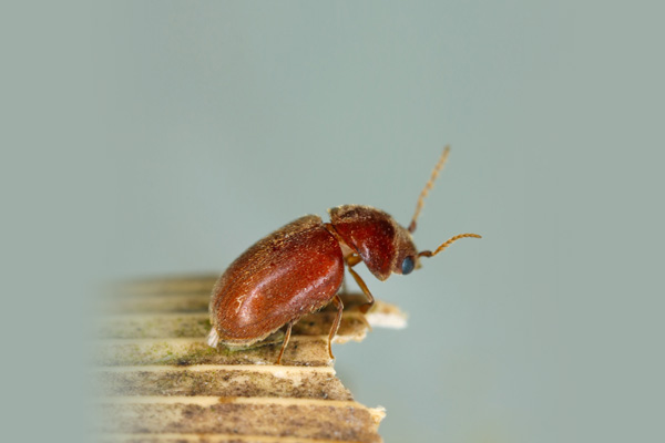 Cigarettle Beetle