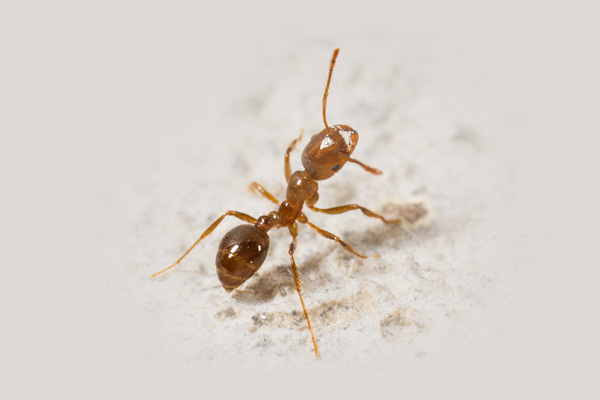 Fire Ant