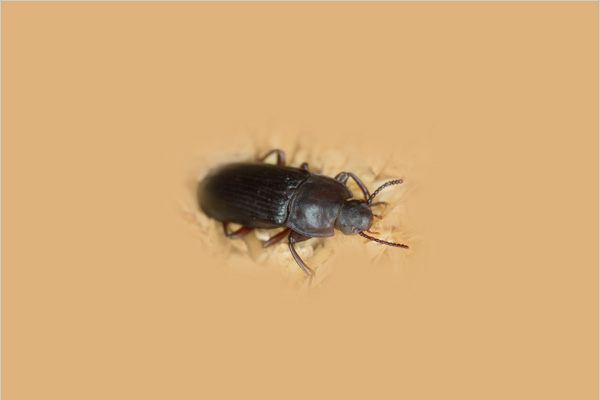 Flour Beetle