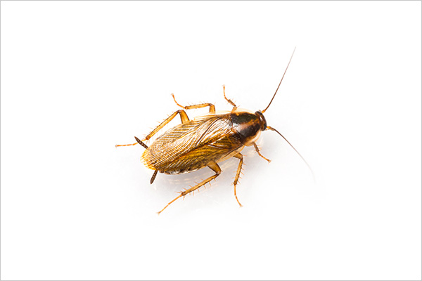 German Cockroach