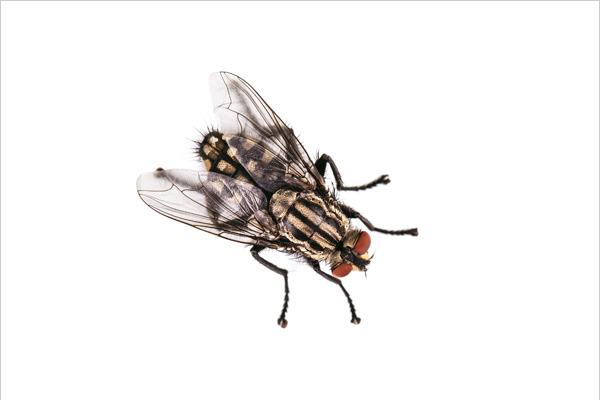 Housefly