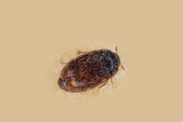 Khapra Beetle