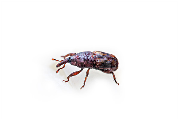 Rice Weevil