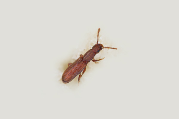 Saw Toothed Grain Beetle Saw Toothed Grain Beetle