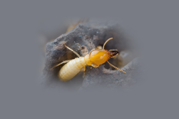 Termite