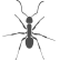 Ant Icon Ant Icon