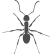 Ant Icon