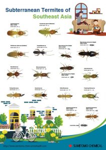 subterranean-termites-of-se-asia-poster