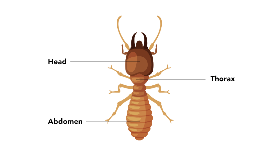 termite-parts
