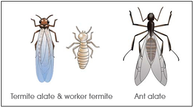 difference-between-termites-and-ants difference-between-termites-and-ants