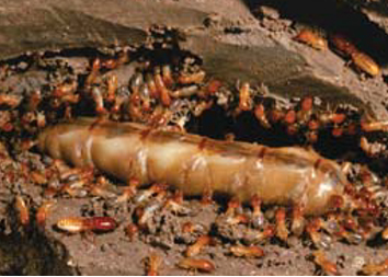termites termites