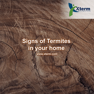 xterm-signs-of-termite