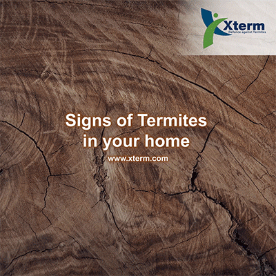 xterm-signs-of-termite xterm-signs-of-termite