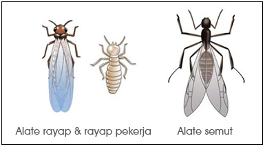 difference-between-termites-and-ants-id