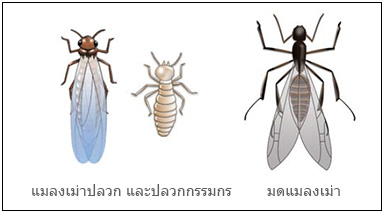 difference-between-termites-and-ants-th