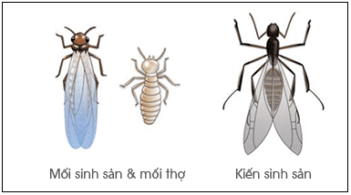 difference-between-termites-and-ants-vn