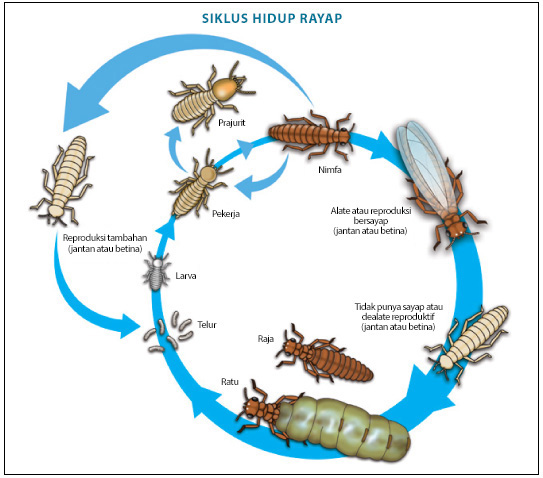 termite-colony-id