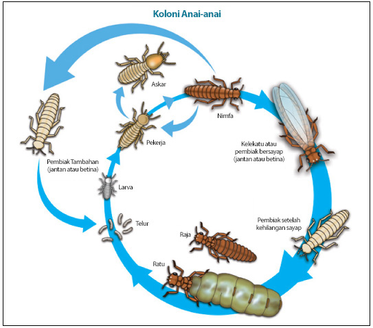 termite-colony-my