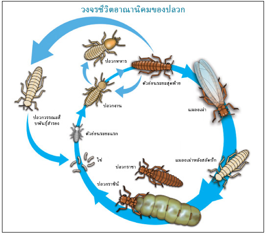 termite-colony-th