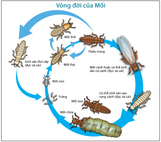 termite-colony-vn